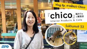 Chico 猫のいるCafe&Shop ～ タイ散歩Vlog