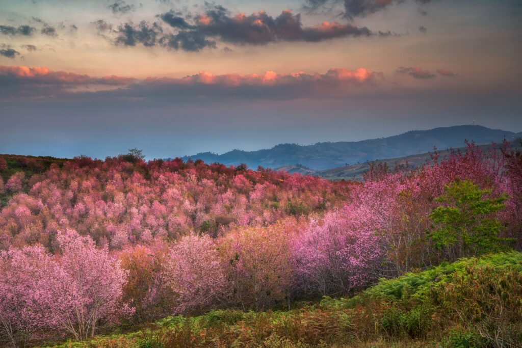 タイのヒマラヤ桜